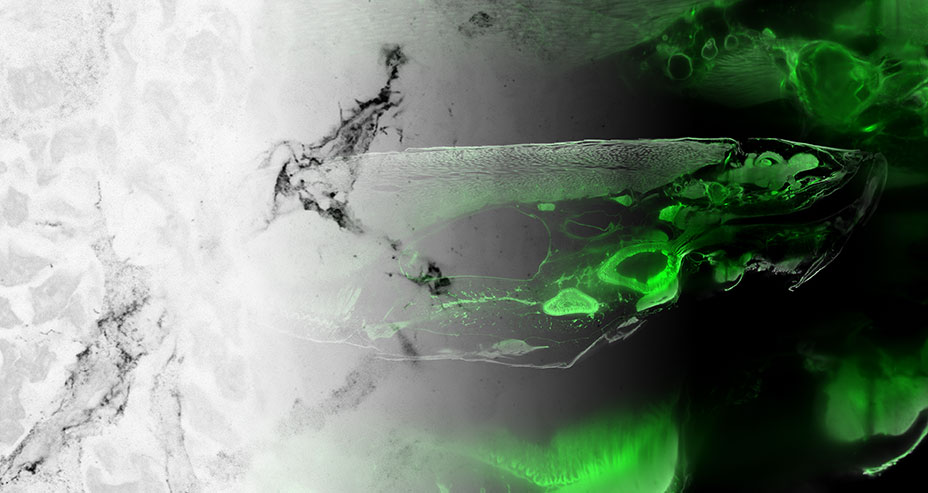 Beyond Resolution, Mount Desert Island Biological Laboratory, Maine, US, 2025